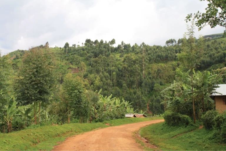dirt road dirt road