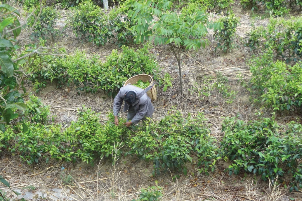 Man working between rows of mulched shrubs