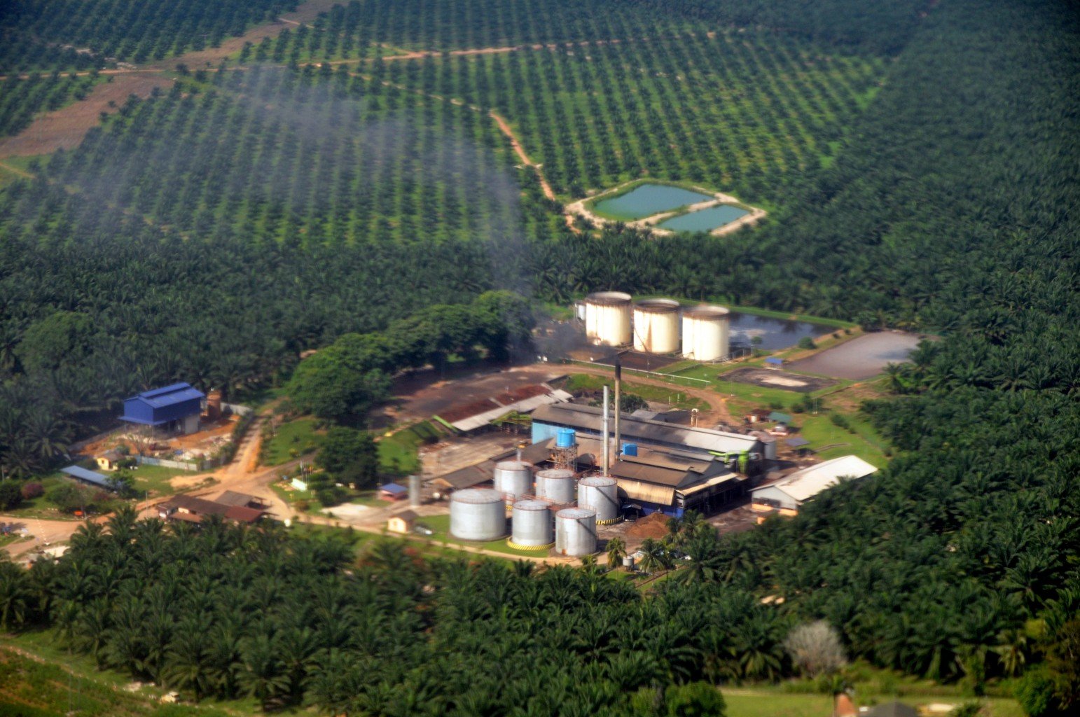 Palm Oil Farm