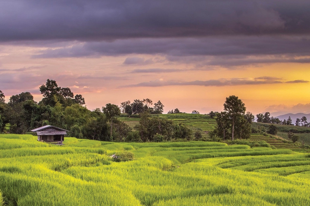 Thai rice terraces