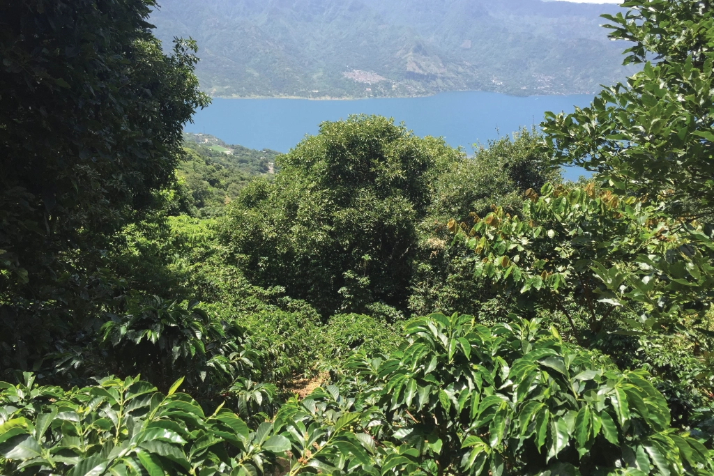 Coffee Farm