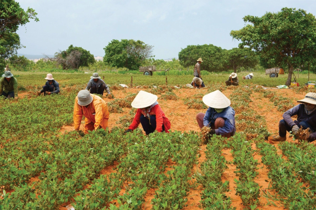 peanut farming in progress