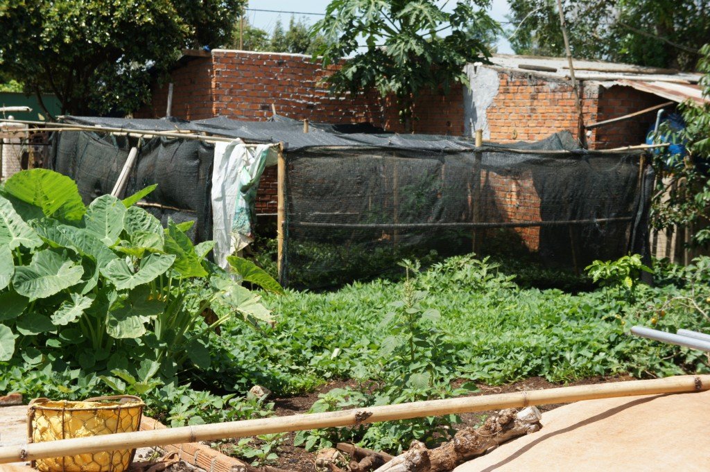 Vegetable garden in Vietnam