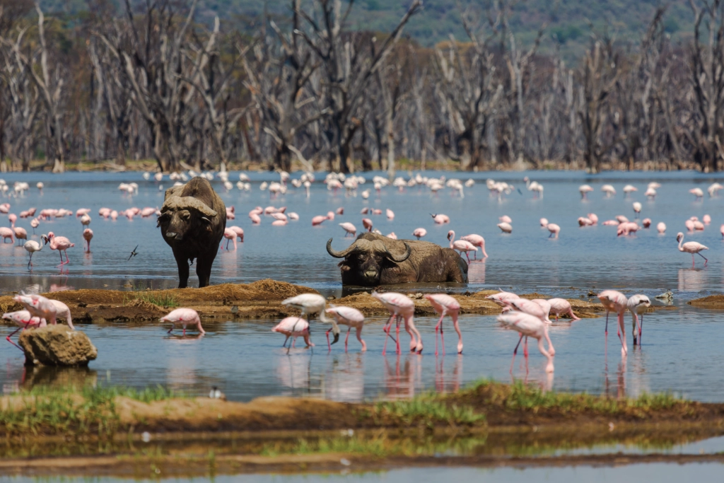 Lake in Kenya Lake in Kenya