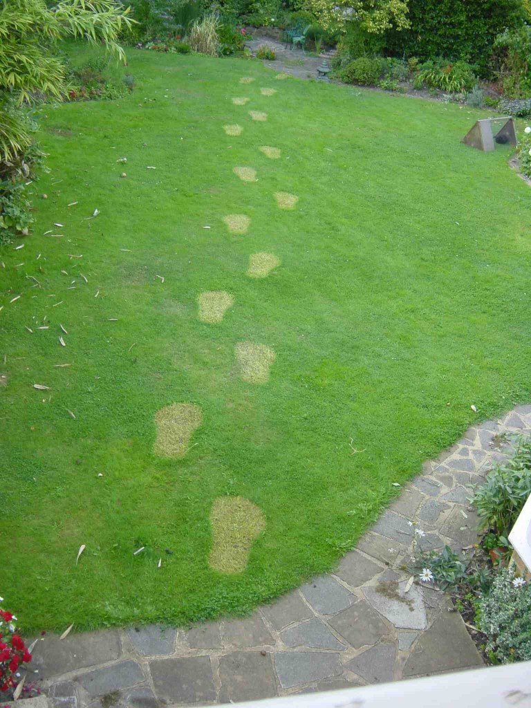 Footprints in the grass
