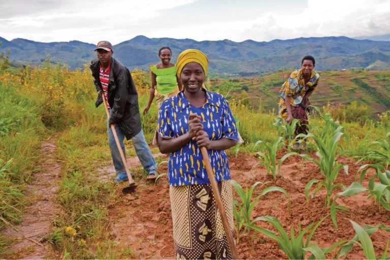 Hilly fields of red soil in Rwanda Hilly fields of red soil in Rwanda