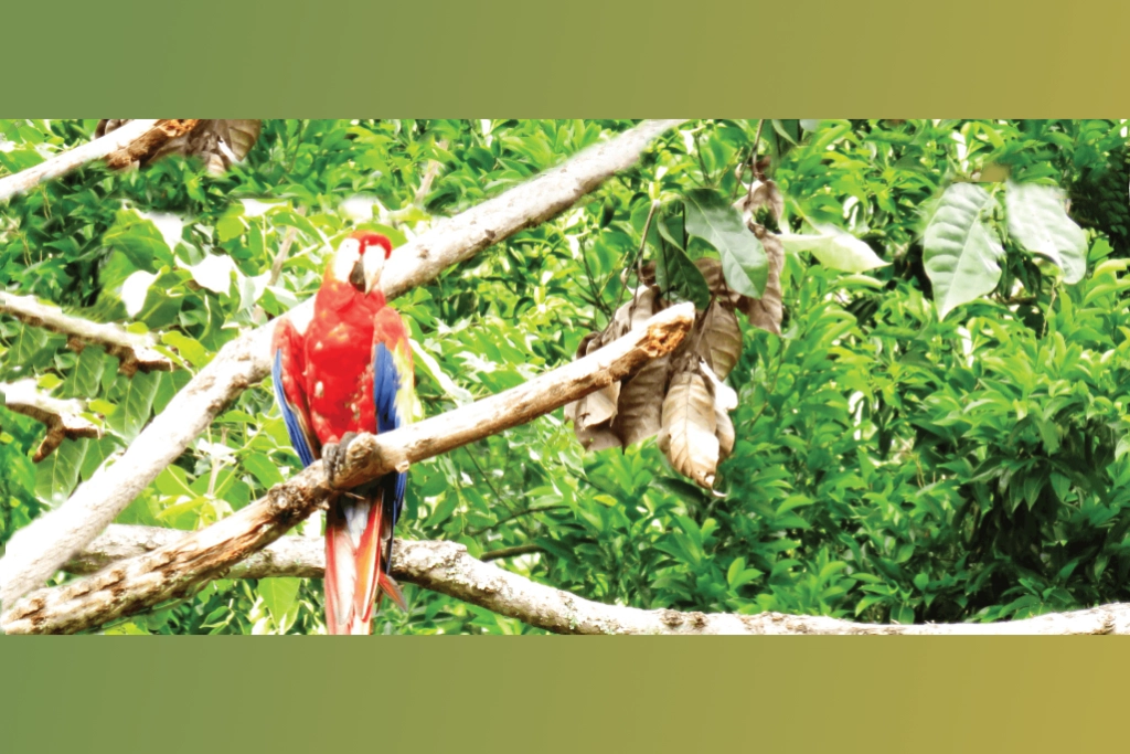 Parrot in Guatemalo