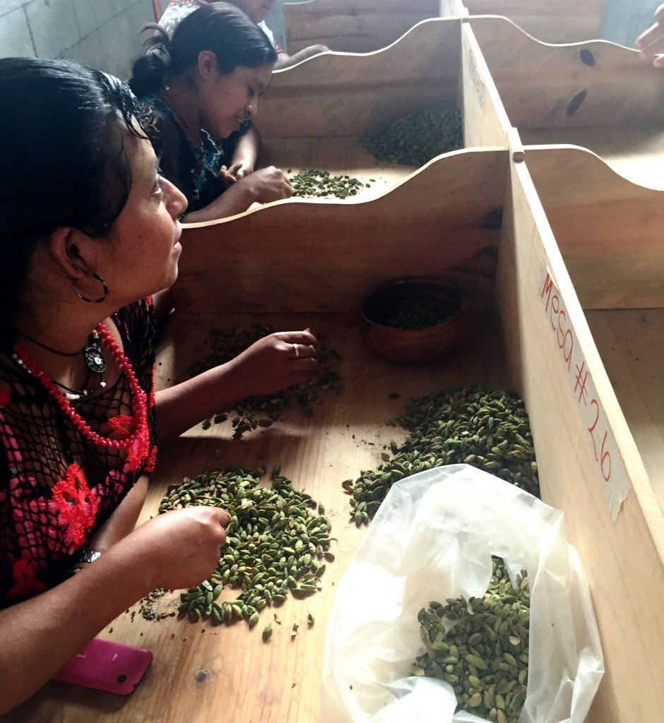 Workers sifting cardamom seeds
