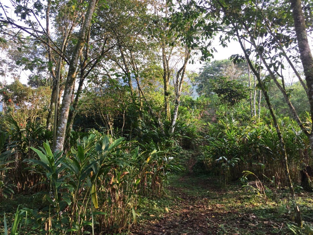 cardamom
