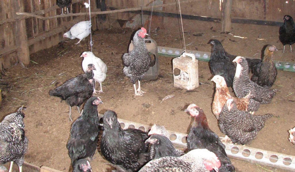 Chickens in a barn