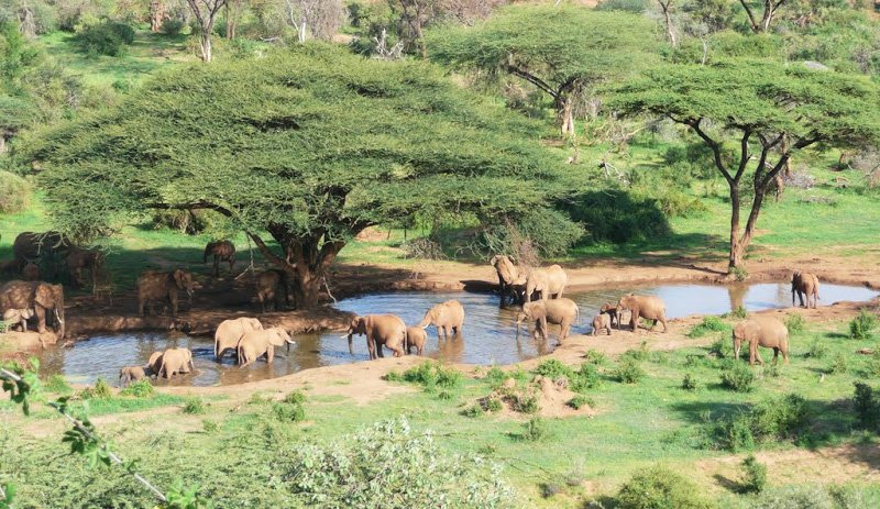 Ngwesi Lodge Elephants