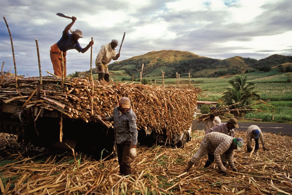 Sugar cane harvesting in Fiji