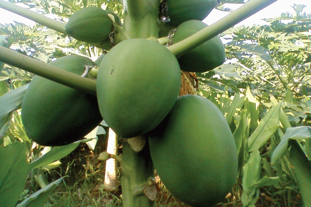 papaya farm in Guntur, Andra Pradesh, India