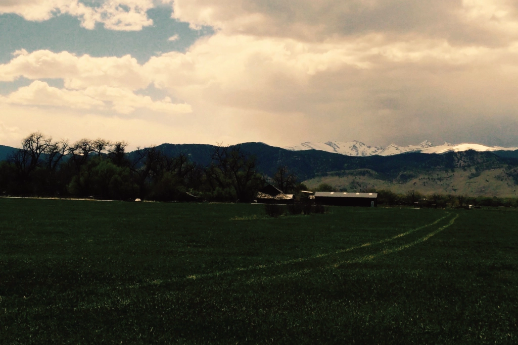 Snow capped mountains in the distance and crops in the foreground Snow capped mountains in the distance and crops in the foreground