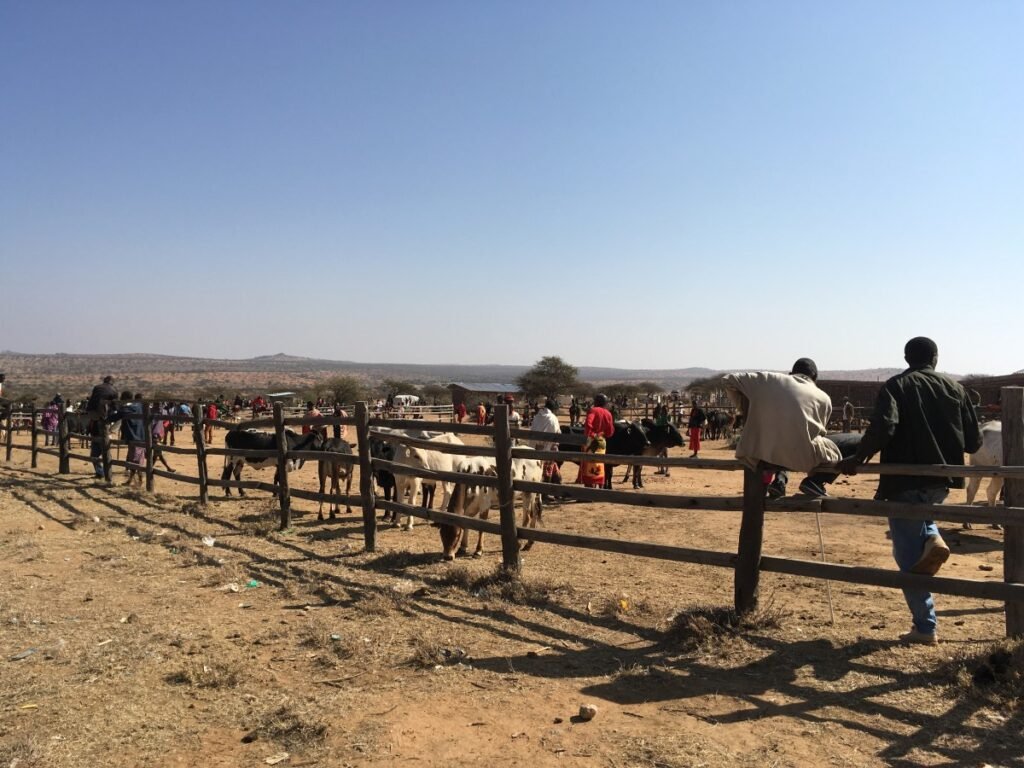 Livestock traders in Kimanjo Market