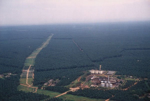 Malaysia Palm Oil Plantations