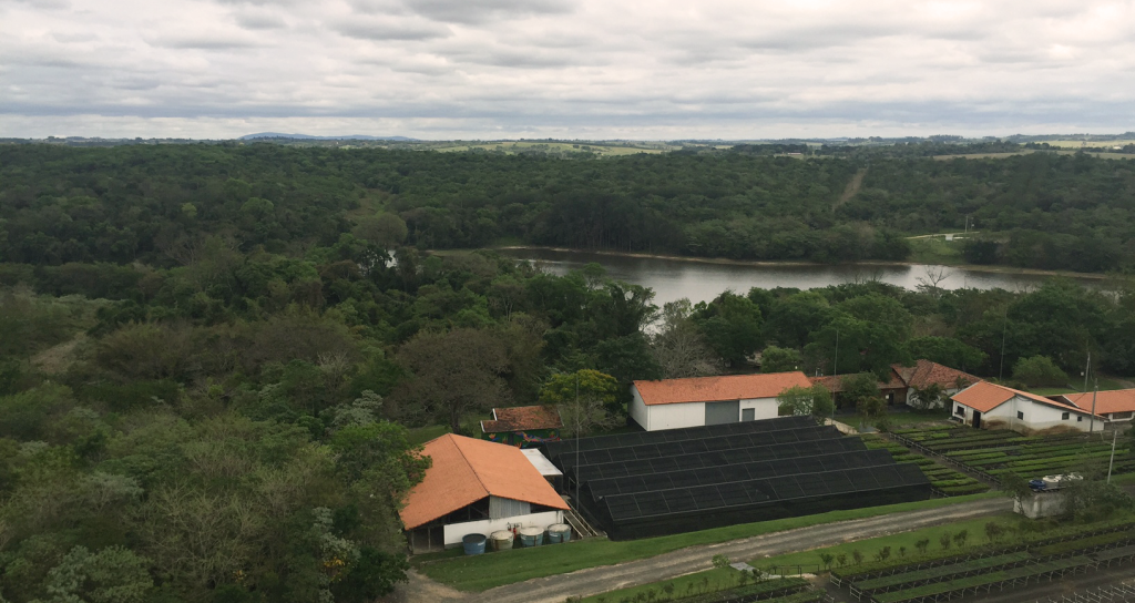 The Mata Altantica Rainforest in Brazil