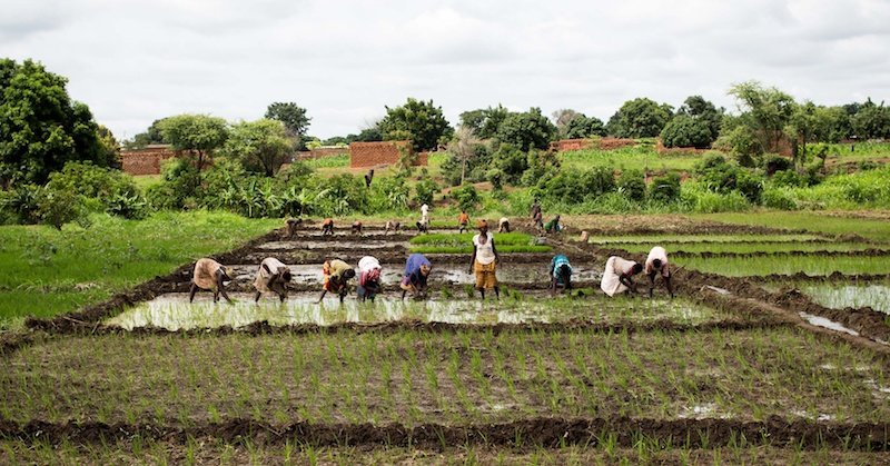 Women working together in Burkina Faso