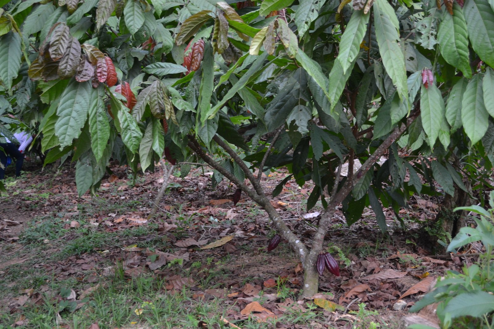 Cacao Tree