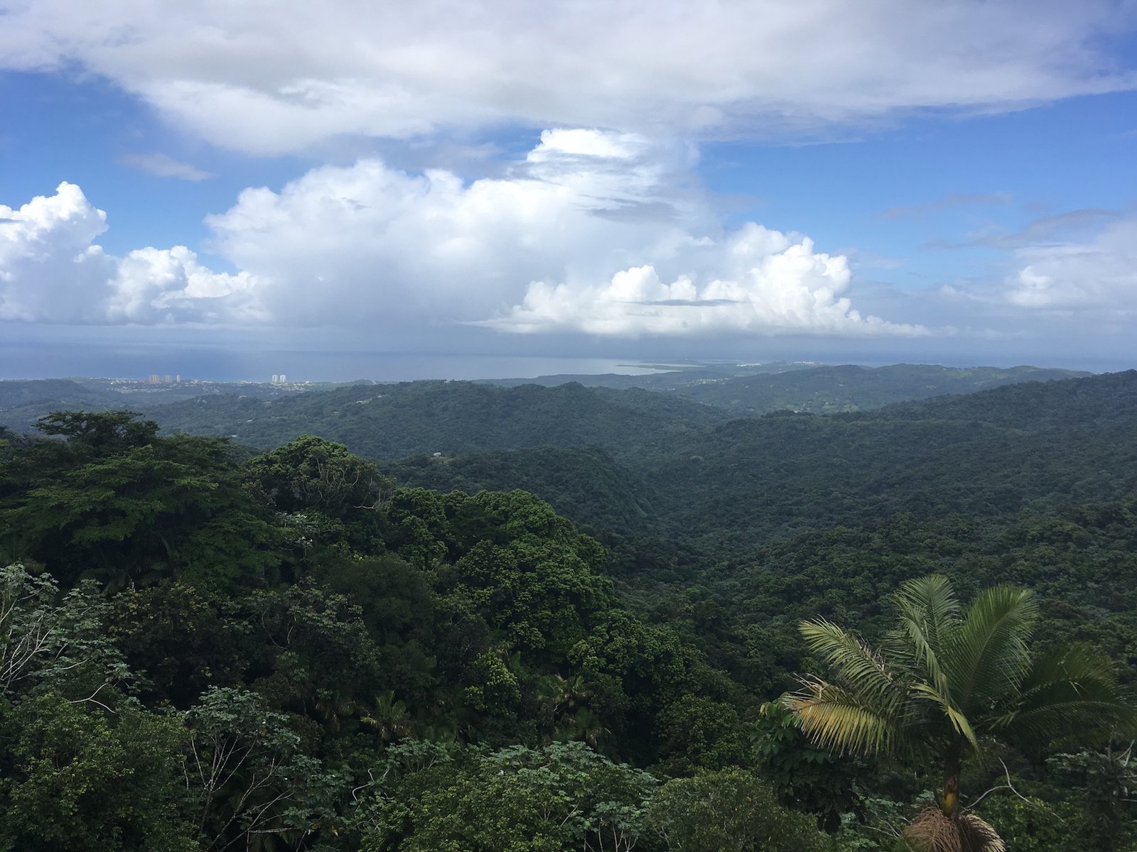 Puerto Rico Forest