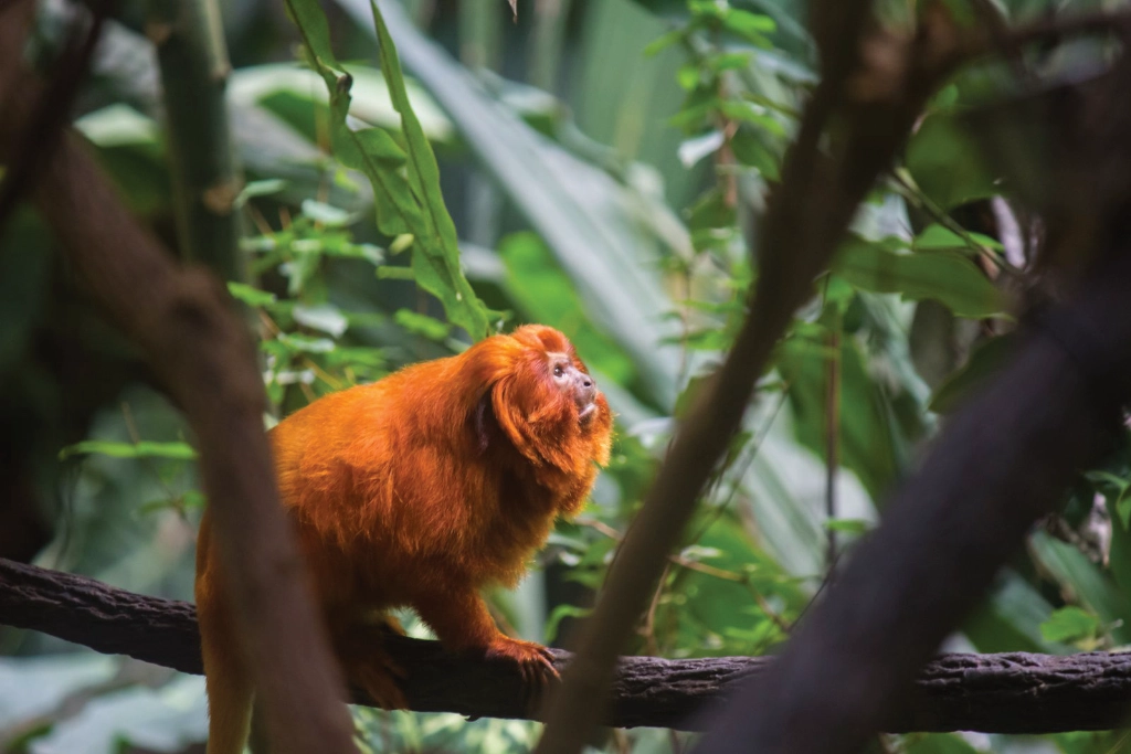 A monkey in a dense forest looks up to the sun