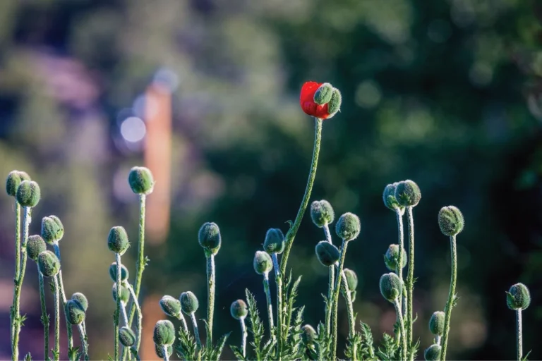 A red Poppy bud A red Poppy bud