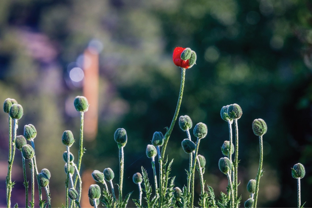 A red Poppy bud