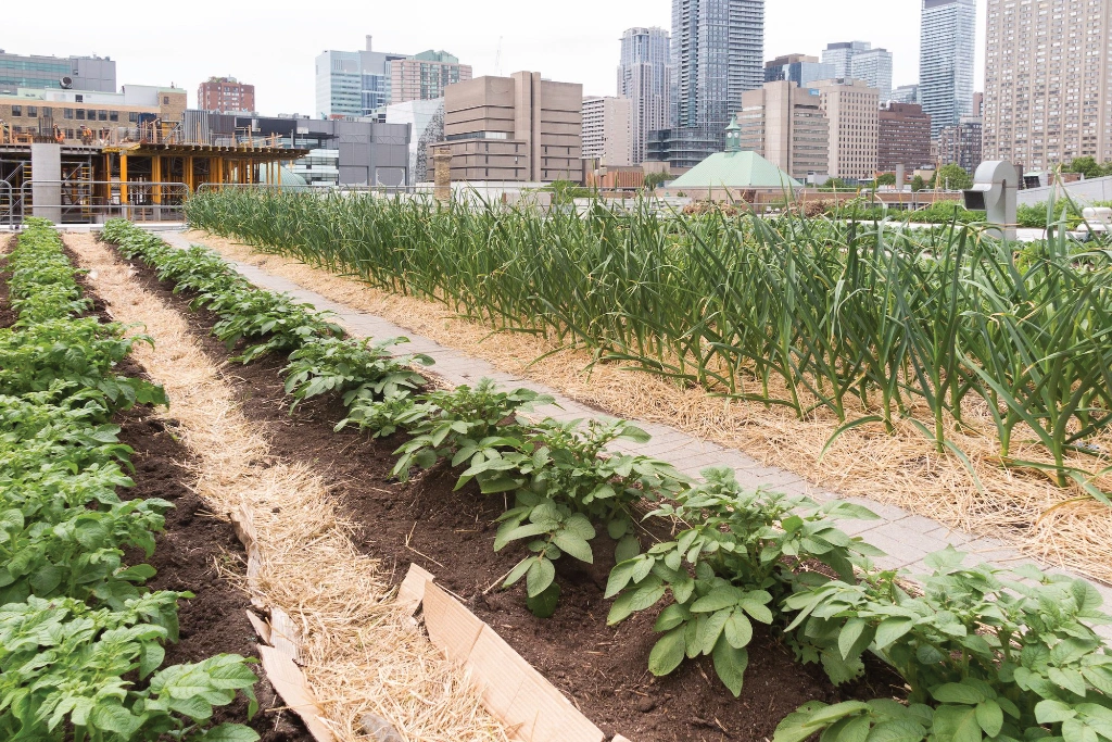 Rows of mulched vegetables in the foreground and urban city in the background
