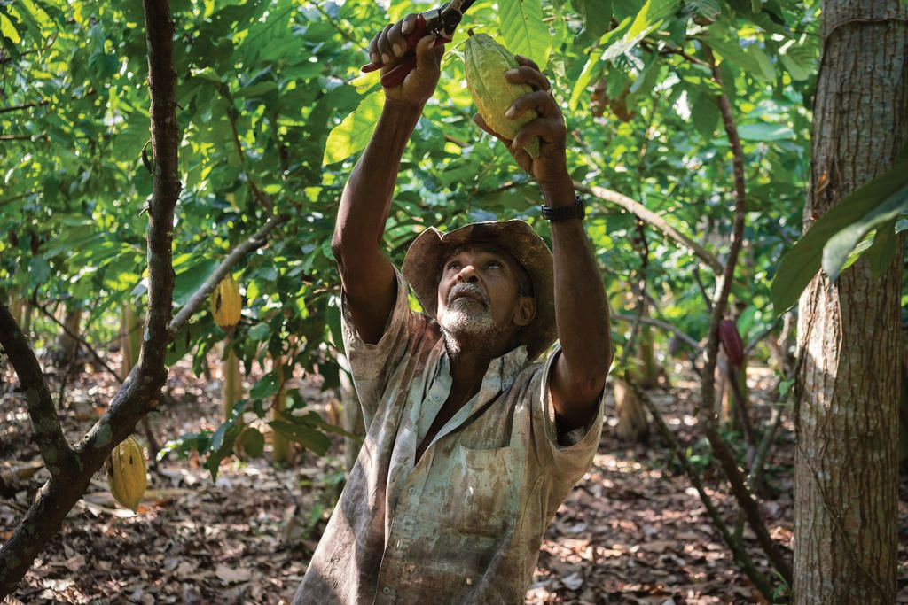A man harvests indigenous fruit in a forest