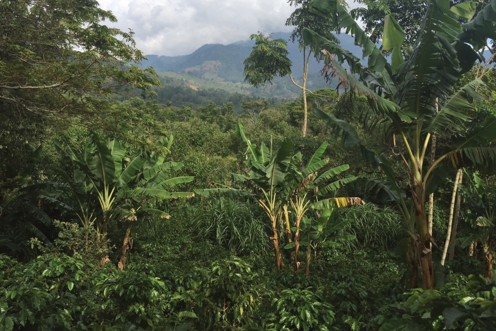 Tropical Landscape with banana trees inbetween the other trees Tropical Landscape with banana trees inbetween the other trees