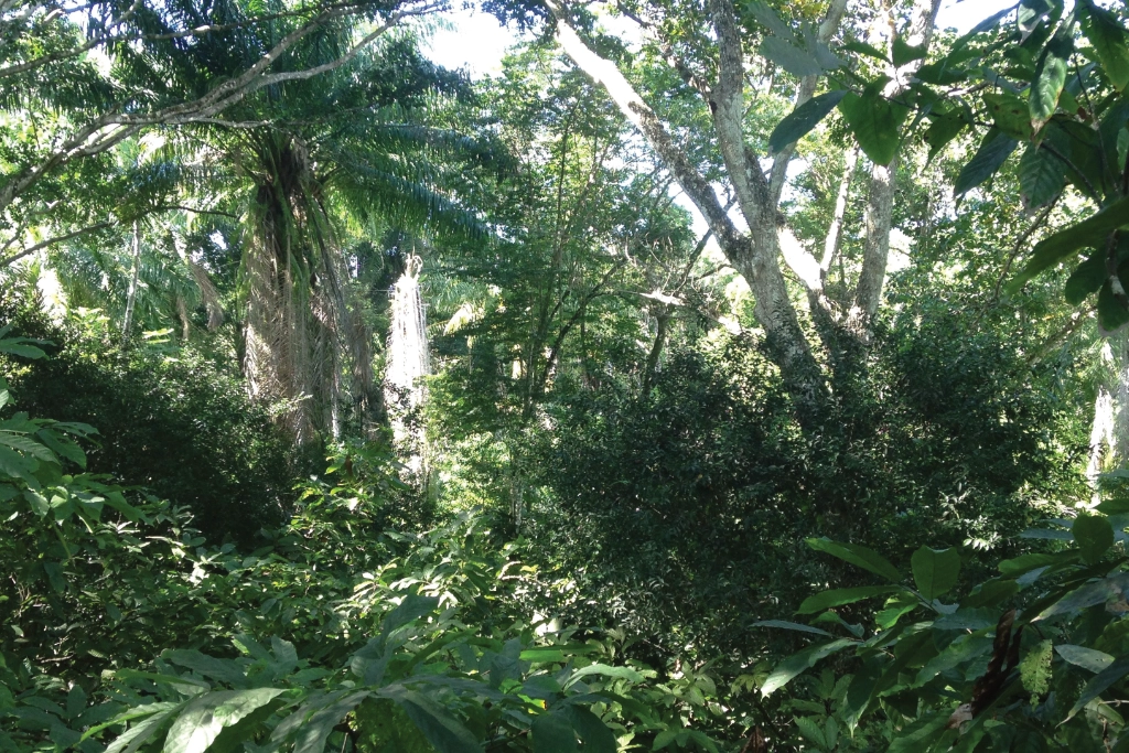 Thick forest with sun shining through the tall trees