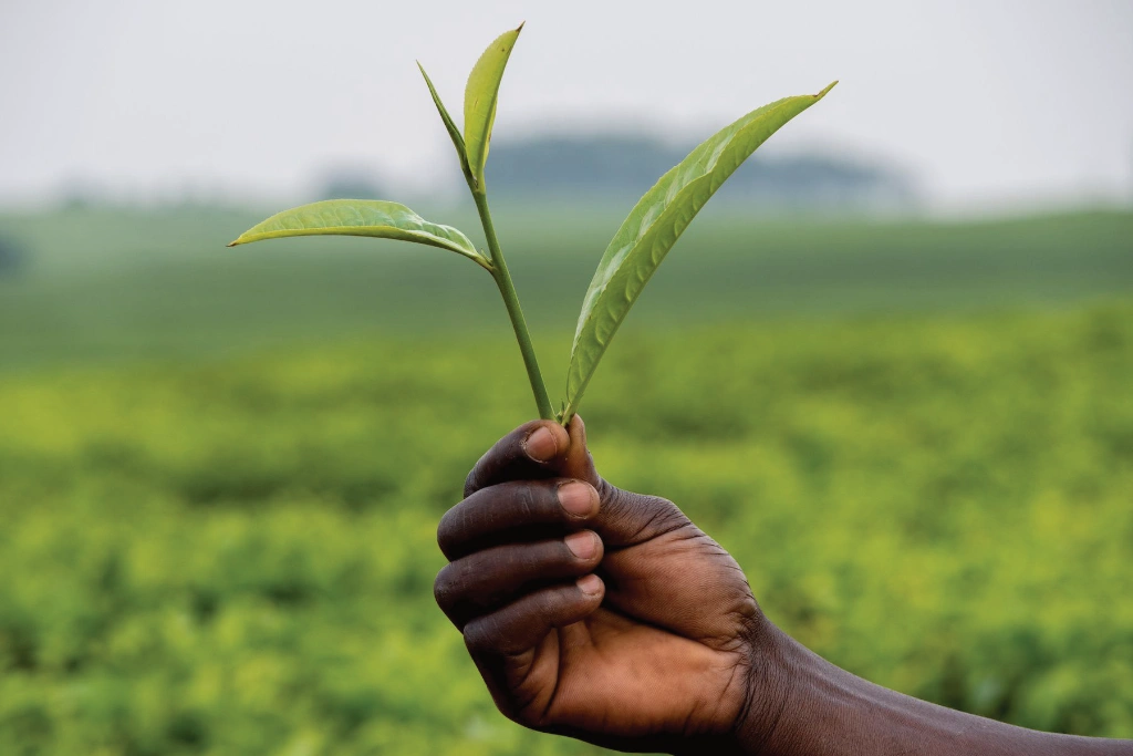 A man is holding tea leaves in a tea plantation