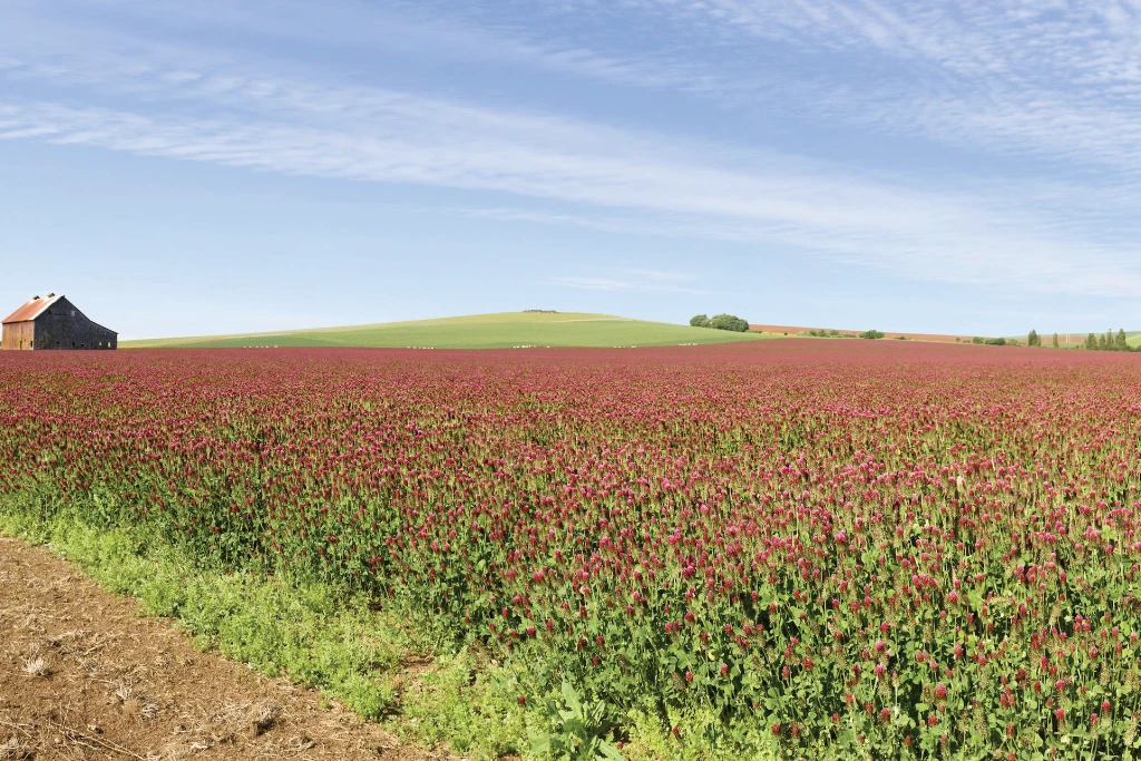 A field of red clover