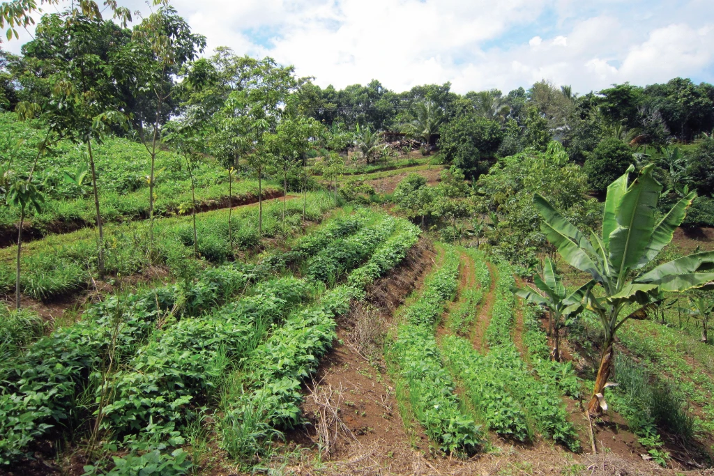 An example of agroforestry - a landscape with fruit trees, shrubs and vegetables growing together An example of agroforestry - a landscape with fruit trees, shrubs and vegetables growing together