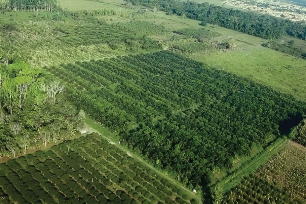 An example of agroforestry and mixed crops