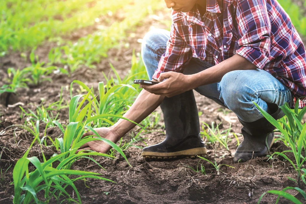 Farmer checking the health of crops