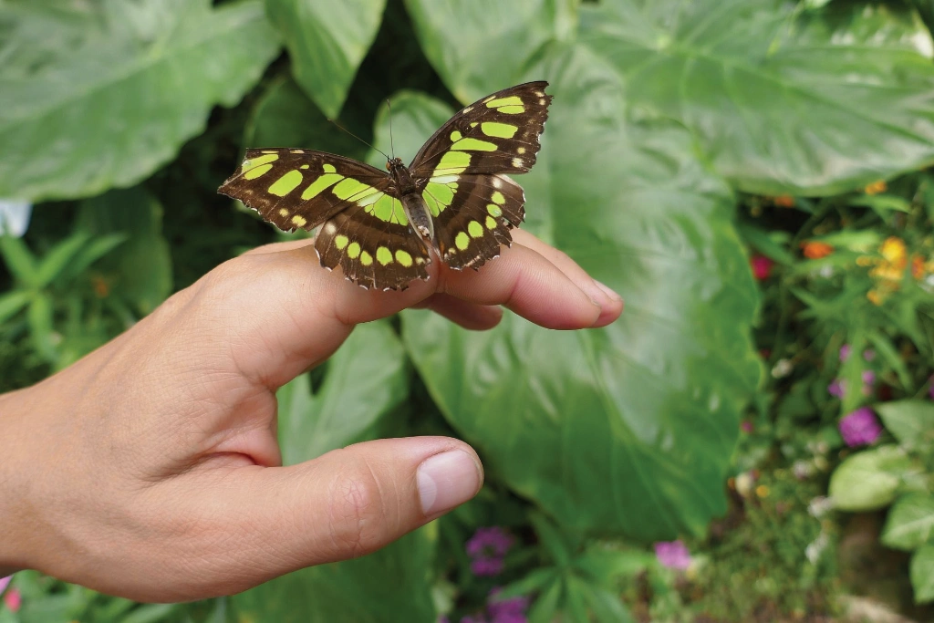 A butterfly has come to rest on the hand of a person in a garden A butterfly has come to rest on the hand of a person in a garden