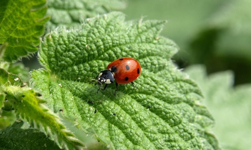 Ladybug on a leaf