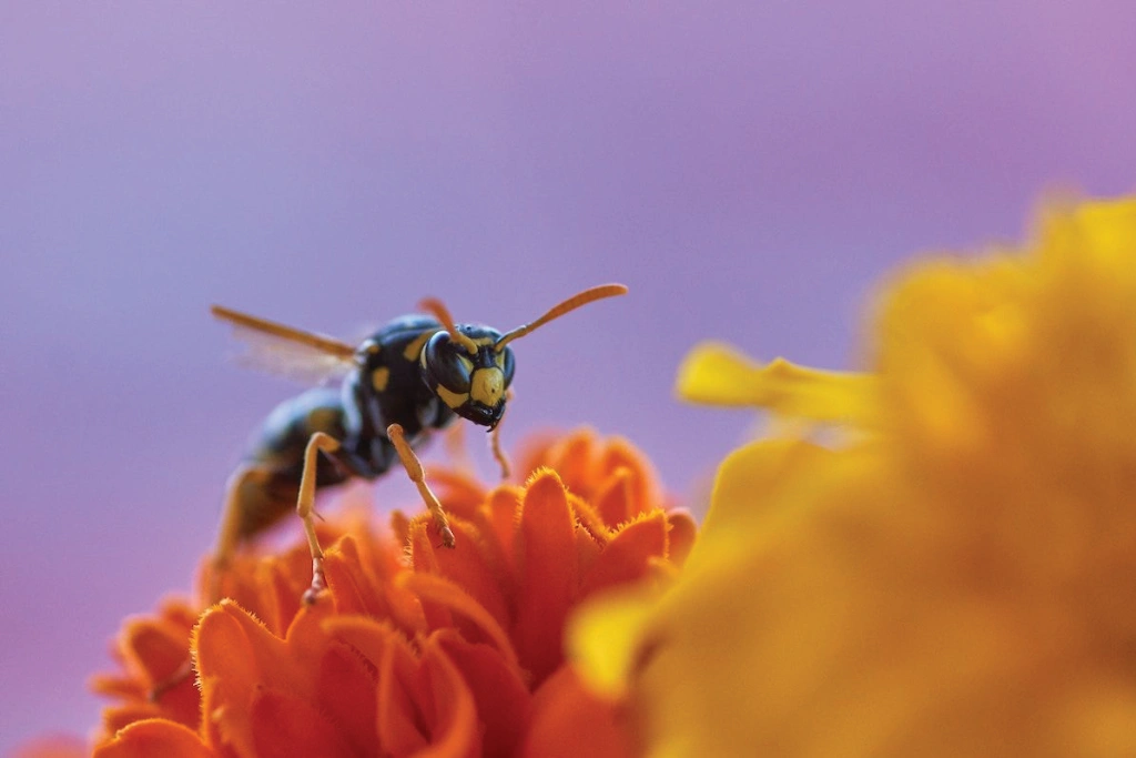 Wasp on flowers Wasp on flowers