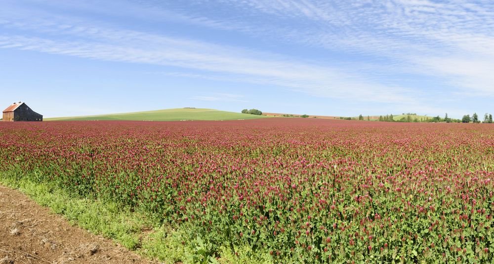 crimson clover cover crop on a field in Oregon
