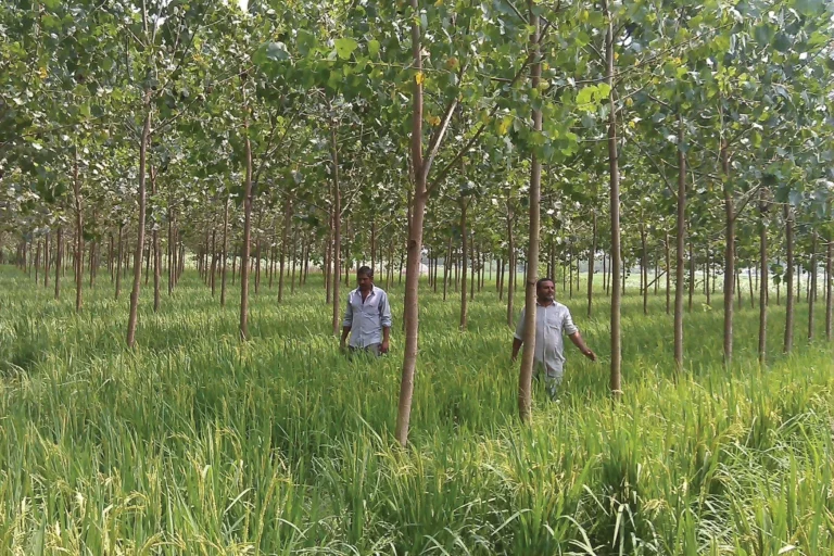 Agroforestry landscape with trees and crop growing together Agroforestry landscape with trees and crop growing together