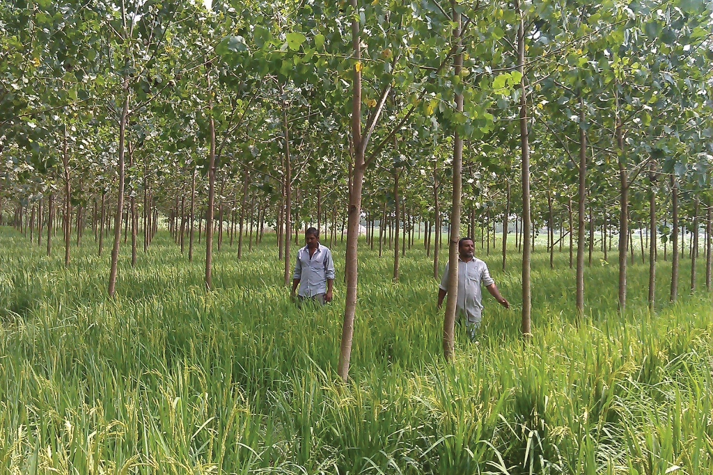 Agroforestry landscape with trees and crop growing together Agroforestry landscape with trees and crop growing together