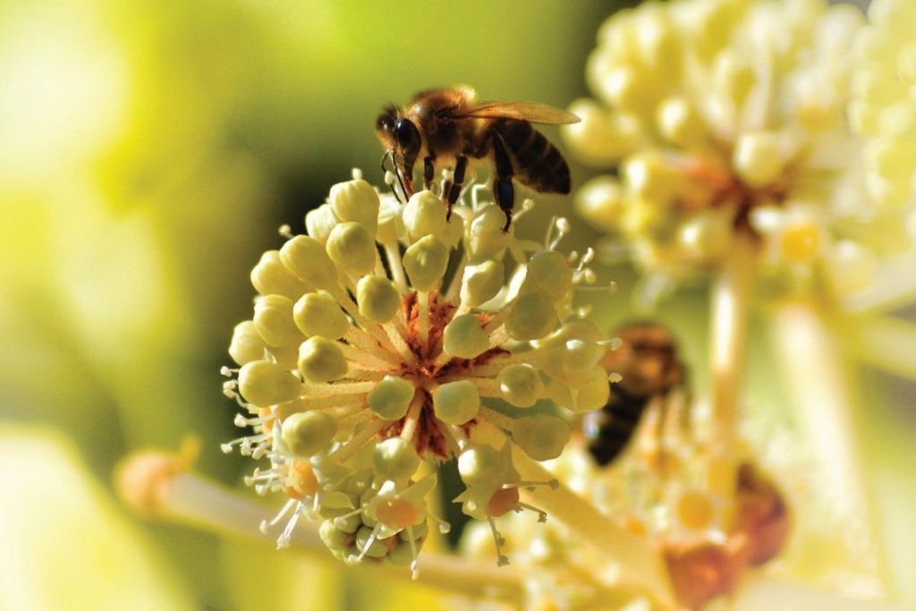A bee on a flower