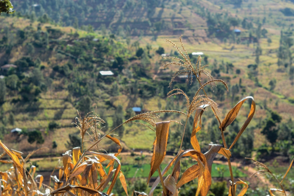 Dried Maize in a rural African Landscape