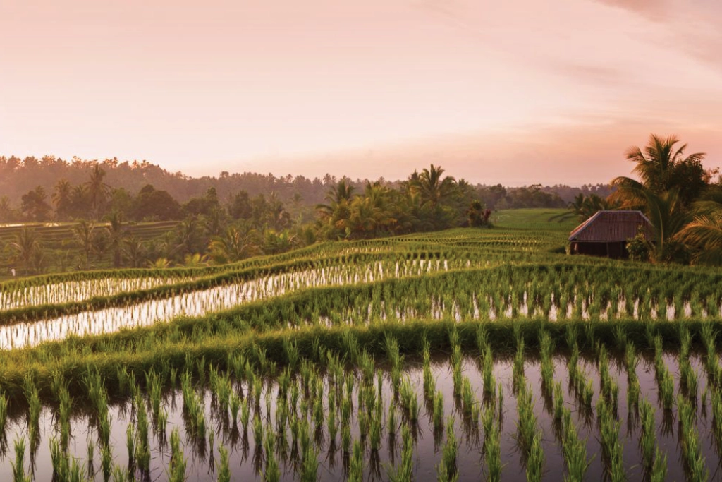 Rice Paddies in the sunset