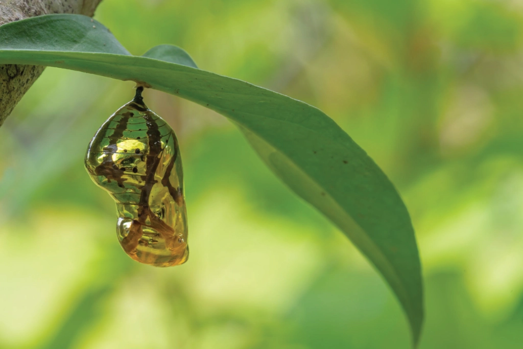 An insect pupae hangs from a leaf