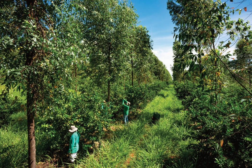 An example of agroforestry