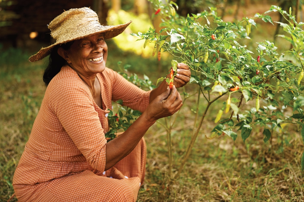 MesoAmerican woman inspecting chillies on a bush