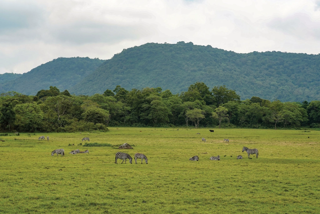 Zebras grazing in Tanzania