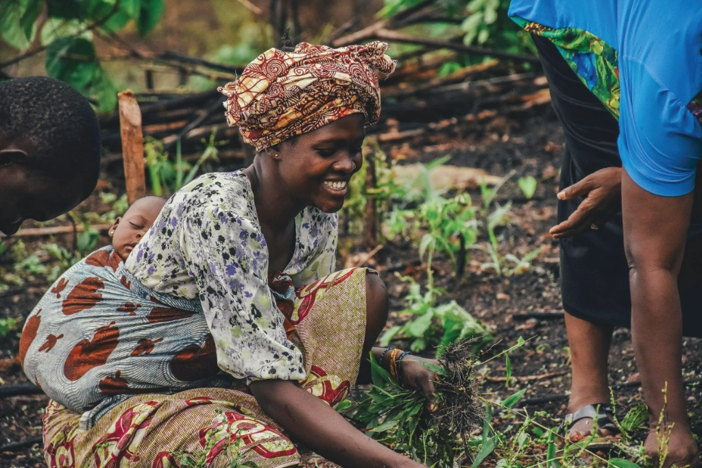 Women pulling weeds, one has a baby sleeping on her back Women pulling weeds, one has a baby sleeping on her back